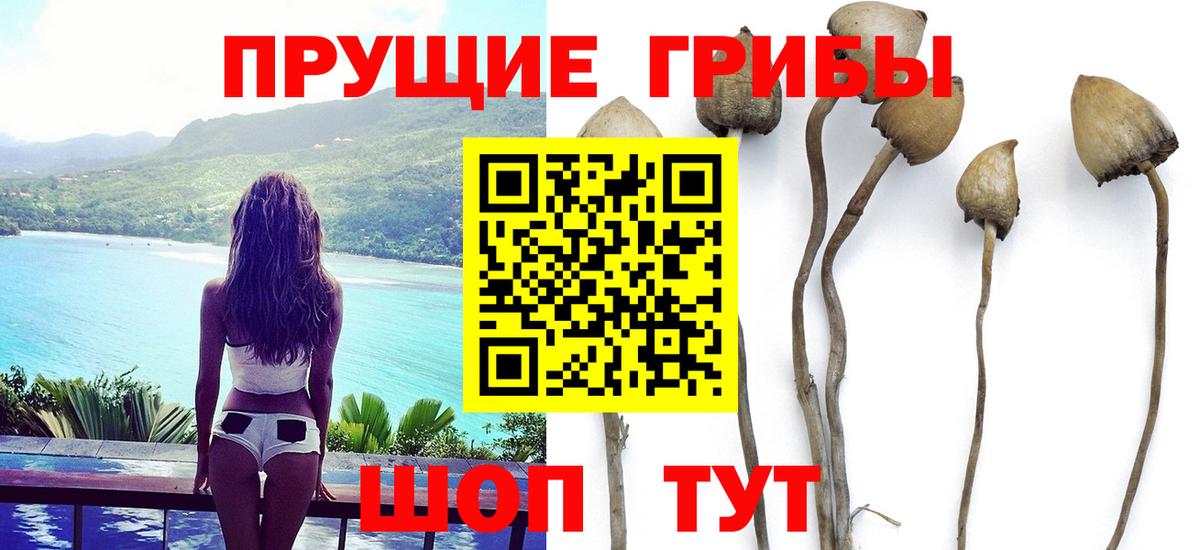 Валуйки  Псилоцибиновые грибы прущие грибы  Галлюциногенные грибы Cubensis  Вход с VPN 